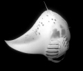  Belly UpCaught mid barrel roll this manta gave good flash its allowing individual be identified. Hanifaru Bay Baa Atoll Maldives. identified Maldives  